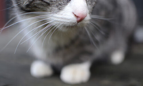 托桑·埃夫布奥姆万成为NBA国际化象征，埃托奥与布冯相视一笑