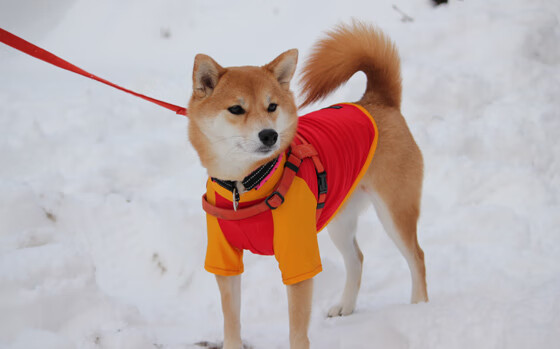 托桑·埃夫布奥姆万成为NBA国际化象征，埃托奥与布冯相视一笑