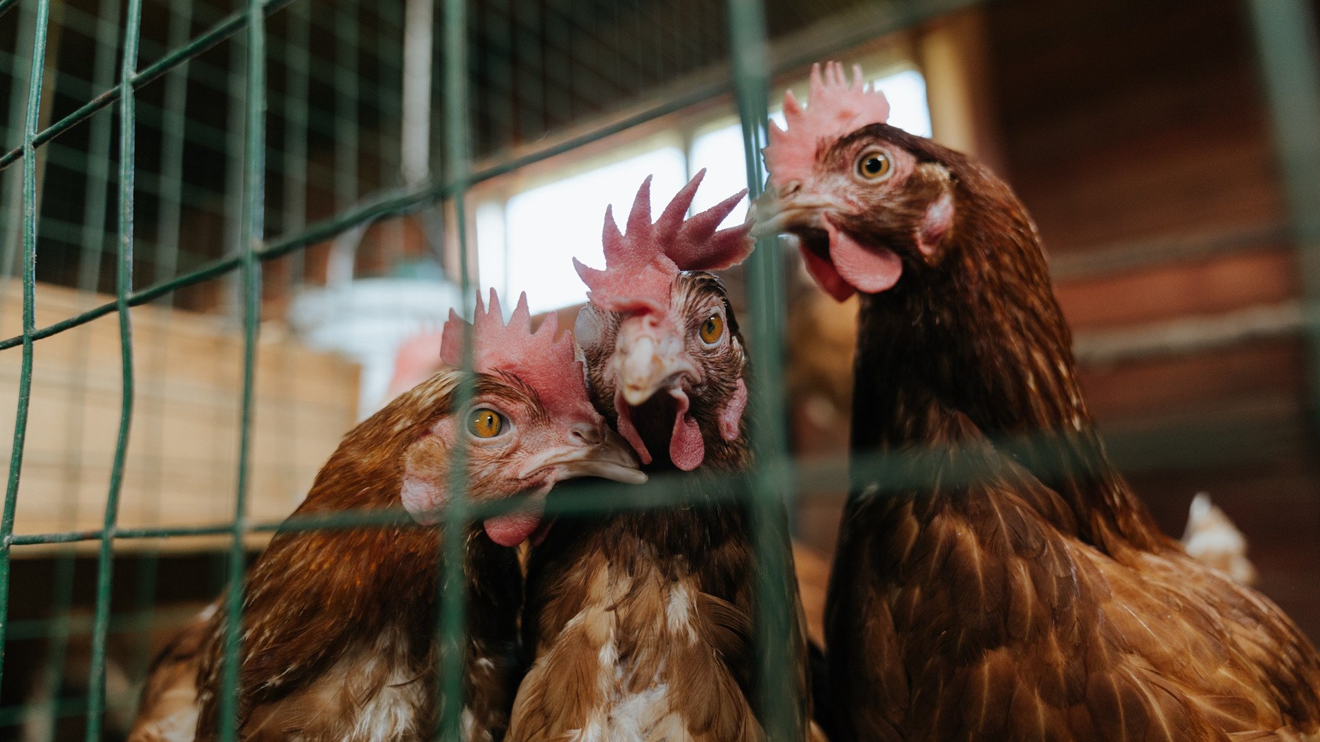 【比赛回顾】奥沙利文历史重大经典瞬间合集，奥沙利文最精彩的决赛视频